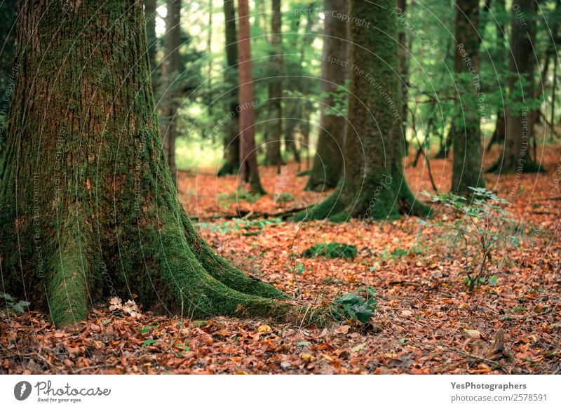 Bäume mit Moos und umgefallenen Herbstblättern Umwelt Natur Baum Blatt Wald grün orange Deutschland September herbstlich farbenfroh laubabwerfend Ökosystem