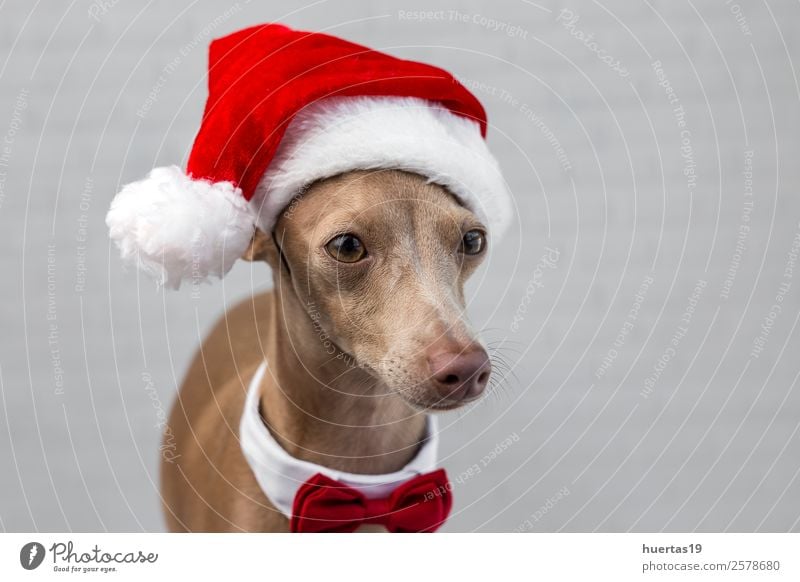 Hund mit Weihnachtsmann-Hut Glück schön Feste & Feiern Weihnachten & Advent Silvester u. Neujahr Freundschaft Tier Haustier 1 Freundlichkeit Fröhlichkeit lustig