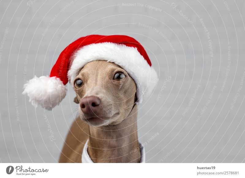 Hund mit Weihnachtsmann-Hut Glück schön Party Feste & Feiern Weihnachten & Advent Silvester u. Neujahr Freundschaft Tier Haustier elegant Freundlichkeit