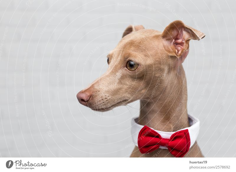 Studio-Porträt des kleinen italienischen Windhundes. Glück schön Freundschaft Natur Tier Haustier Hund 1 Freundlichkeit Fröhlichkeit lustig braun Tierliebe
