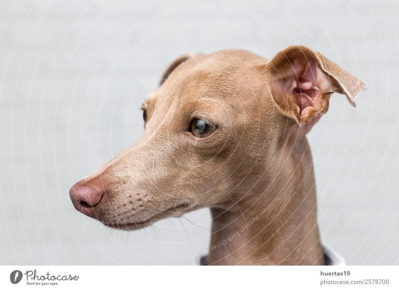 Studio-Porträt des kleinen italienischen Windhundes Glück schön Freundschaft Natur Tier Haustier Hund 1 Freundlichkeit Fröhlichkeit lustig braun Tierliebe