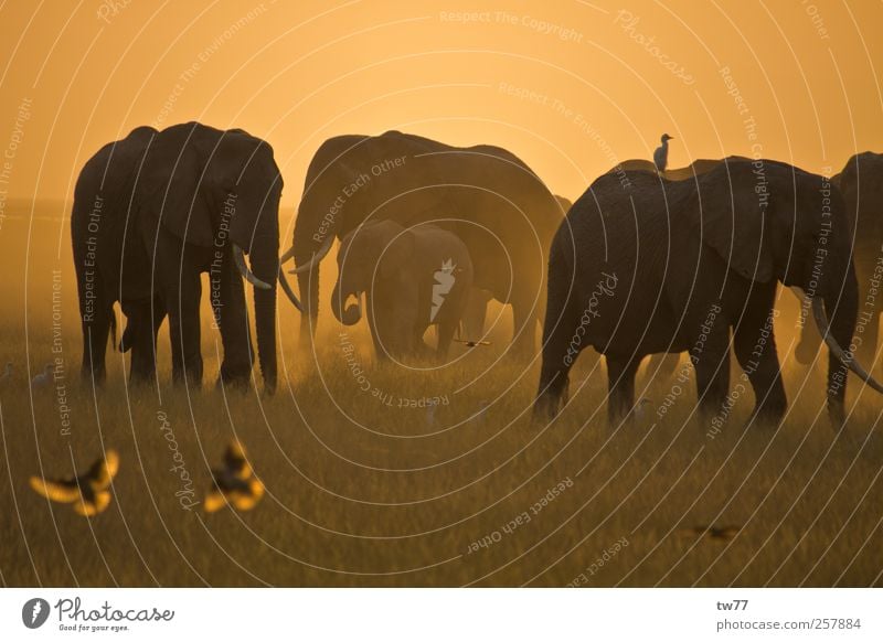 Elefanten der Masai Mara Natur Tier Sonnenlicht Safari Wildtier Vogel Elefantenherde Tiergruppe Herde Jagd Ferien & Urlaub & Reisen exotisch braun gold Stimmung