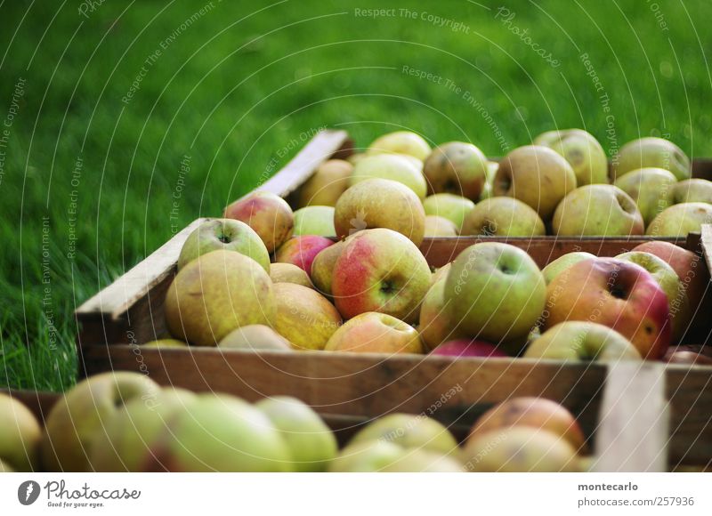 Moschtäpfel Lebensmittel Frucht Apfel Bioprodukte Vegetarische Ernährung Saft Umwelt Natur Herbst Schönes Wetter Wiese Feld gut lecker natürlich saftig sauer