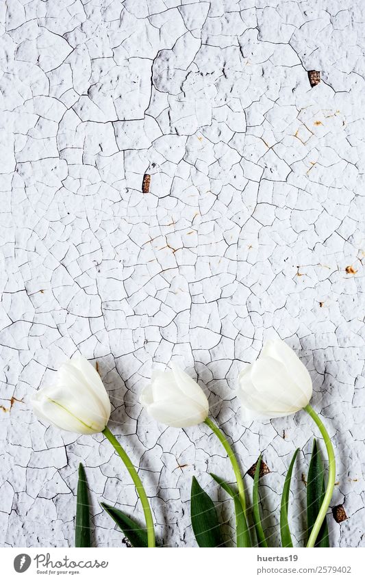 Blumiger Hintergrund mit roten und weißen Tulpen elegant Stil Design Valentinstag Natur Pflanze Blume Blatt Blumenstrauß natürlich oben Originalität grün Liebe