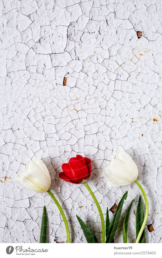 Blumiger Hintergrund mit roten und weißen Tulpen Stil Design Valentinstag Natur Pflanze Blume Blatt Blumenstrauß natürlich oben Originalität grün Liebe Farbe