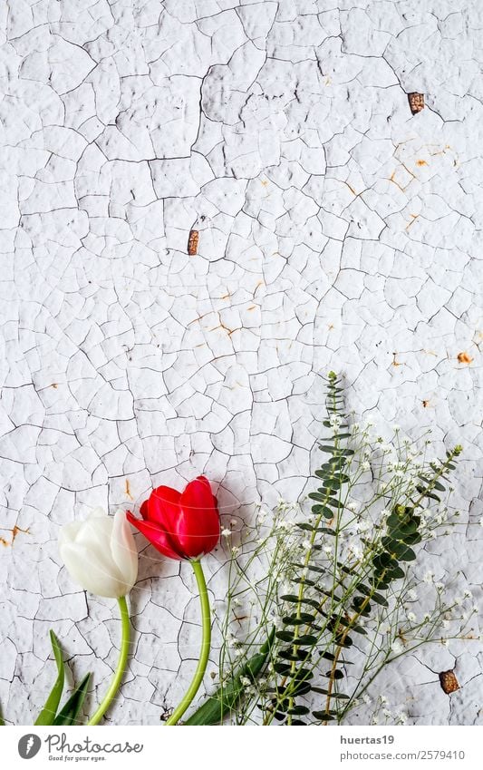 Blumiger Hintergrund mit roten und weißen Tulpen Stil Design Feste & Feiern Valentinstag Natur Pflanze Blume Blatt Blumenstrauß natürlich oben Originalität grün
