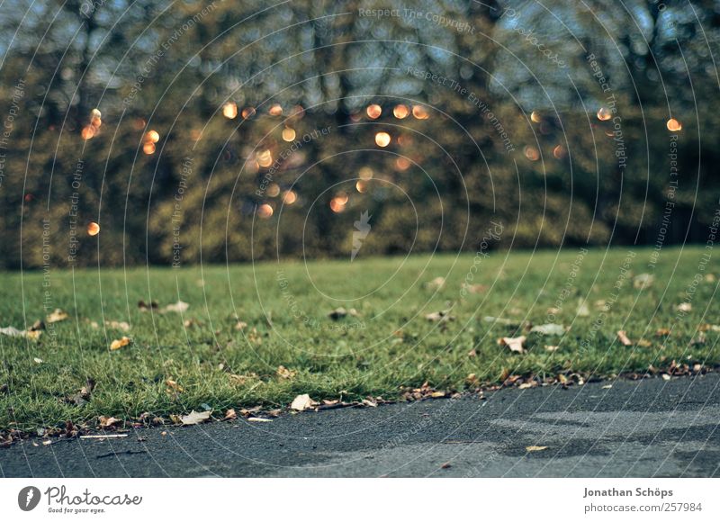 Lichter hinter den Bäumen Umwelt Natur Landschaft Park Wiese Sheffield Großbritannien Stadtrand ästhetisch grau grün Gefühle Wege & Pfade Asphalt Herbst