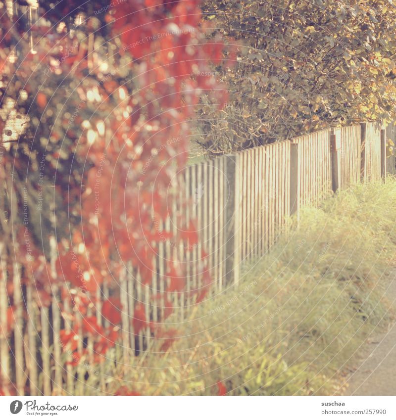 blühender herbstbusch über einem zaun im sonnenlicht mit flauen farben | chamansülz Umwelt Natur Herbst Klima Schönes Wetter Gras Sträucher Idylle ländlich