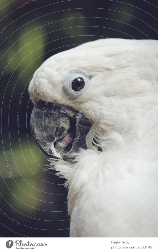 putzt sich Tier Haustier Wildtier Vogel Flügel 1 grün weiß Papageienvogel Kakadu Schnabel Zunge Auge Reinigen nah friedlich Metallfeder Profil weich Farbfoto