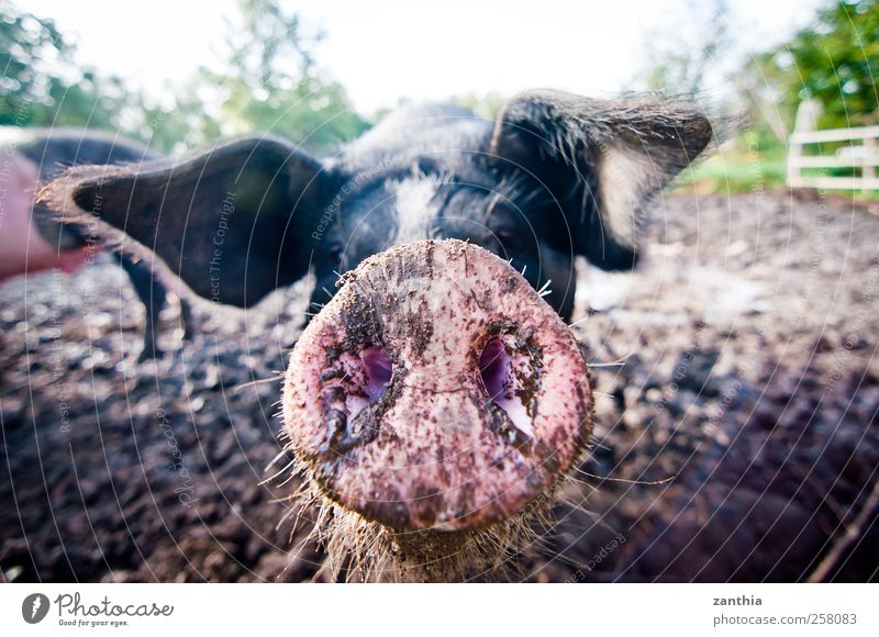 Pig Tier Nutztier Tiergesicht Schwein Schweinschnauze Nase 1 Idylle Natur Neugier schön Umwelt Deutschland Schweineohr Geruch dreckig Borsten Farbfoto