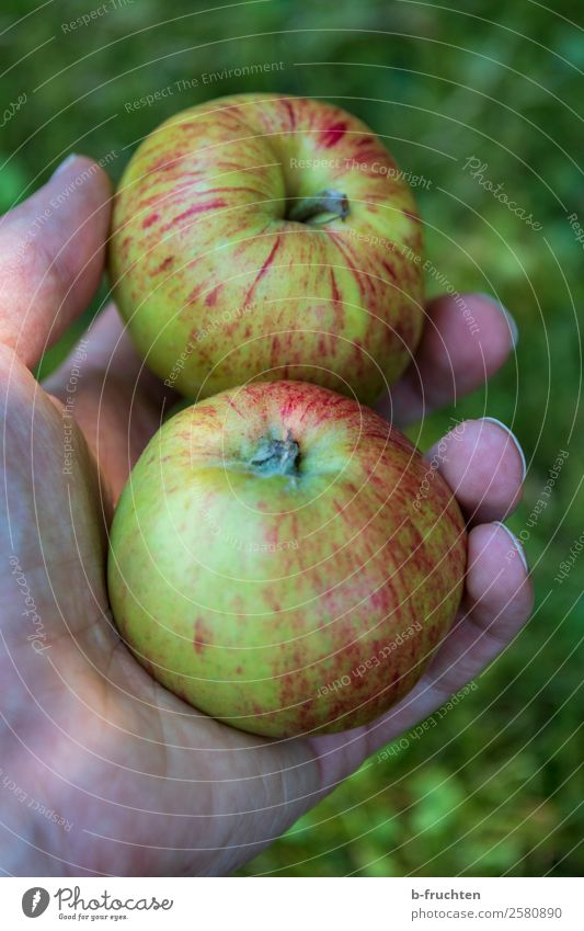 Zwei Äpfel Frucht Apfel Bioprodukte Vegetarische Ernährung Garten Gartenarbeit Mann Erwachsene Hand Finger Arbeit & Erwerbstätigkeit wählen festhalten genießen