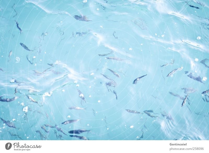 Wie ein Fisch im Wasser Meer Wildtier Schwarm frisch Bosporus Fischschwarm Wellen Luftblase türkis Farbfoto Reflexion & Spiegelung Bewegungsunschärfe