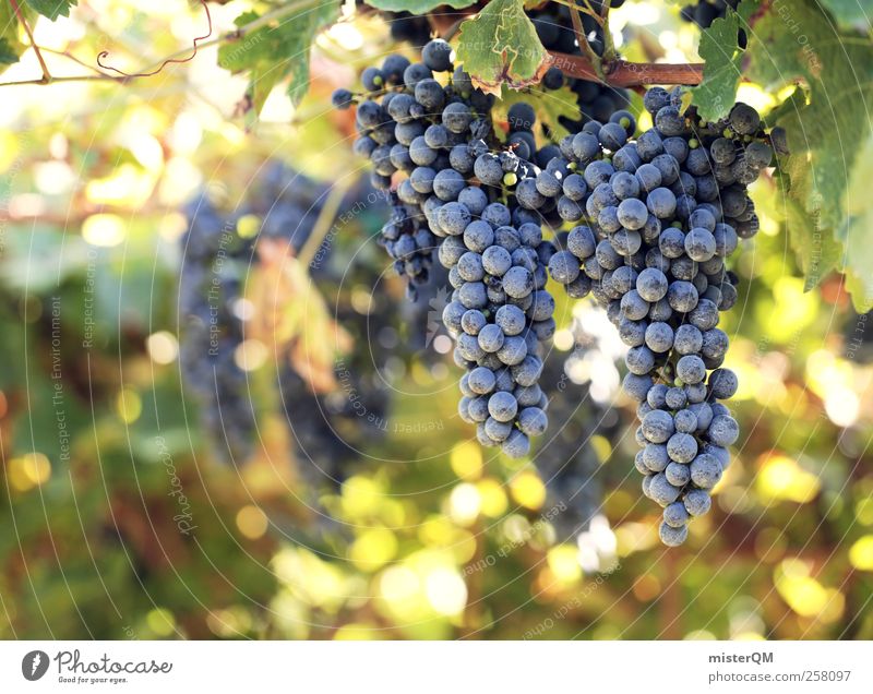 Sonnengereift. Umwelt Natur Landschaft Pflanze ästhetisch Wein genießen Genusssucht Weinberg Weintrauben Weinlese Weinbau Landwirtschaft Italien Ernte