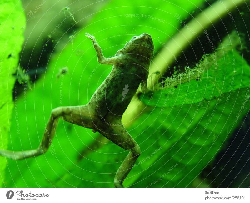 Frosch bleibt Frosch. Aquarium grün Fensterscheibe Unterseite Bauch Pflanze Zwerg-Krallenfrosch