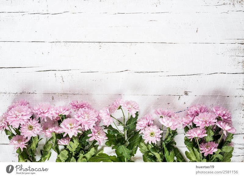 Floraler Hintergrund elegant Stil Design Feste & Feiern Valentinstag Natur Pflanze Blume Tulpe Blatt Blumenstrauß oben Originalität grün violett Liebe Farbe