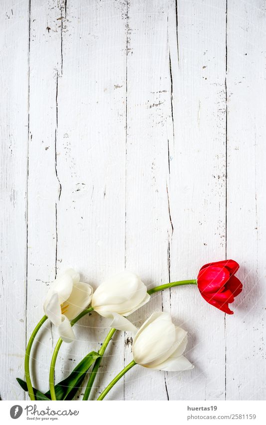 Blumiger Hintergrund mit roten und weißen Tulpen elegant Stil Design Valentinstag Natur Pflanze Blume Blatt Blumenstrauß natürlich oben Originalität grün Farbe