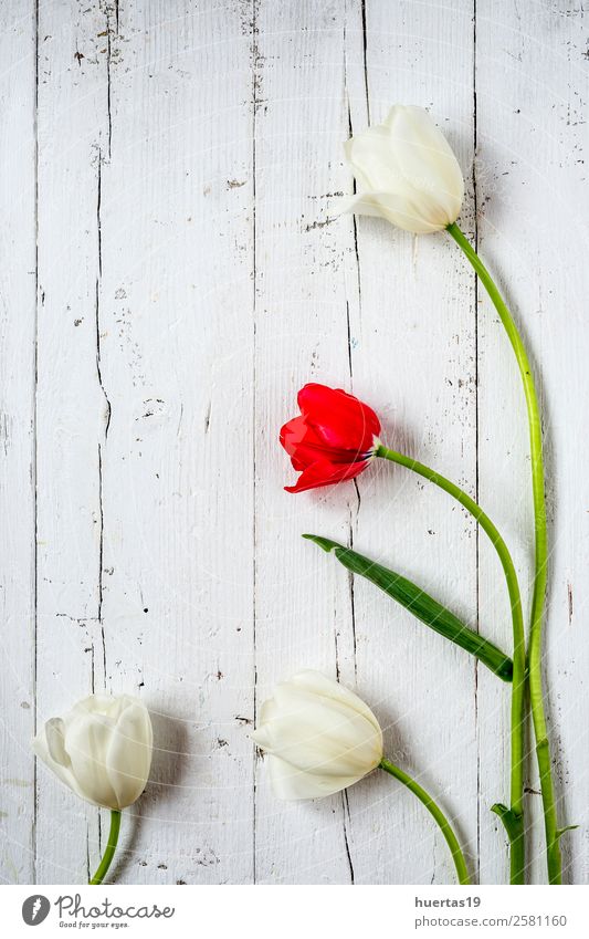 Blumiger Hintergrund mit roten und weißen Tulpen elegant Stil Design Valentinstag Natur Pflanze Blume Blatt Blumenstrauß natürlich oben grün Liebe Farbe