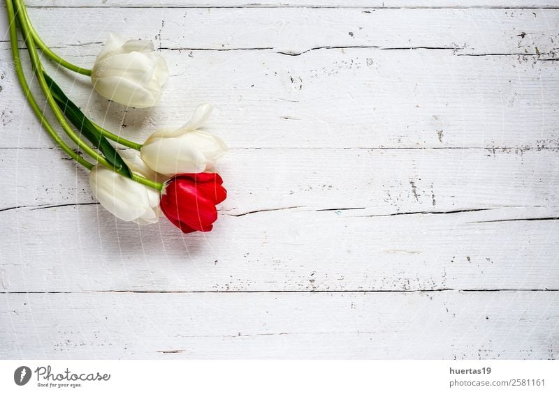 Blumiger Hintergrund mit roten und weißen Tulpen elegant Stil Valentinstag Natur Pflanze Blume Blatt Blumenstrauß natürlich grün Liebe Farbe Ranunculus Dekor