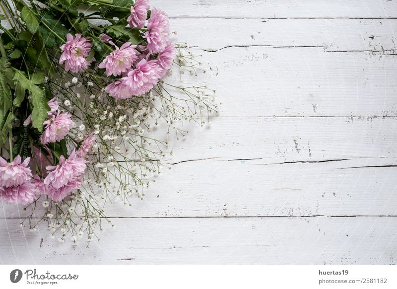 Blumiger Hintergrund mit roten und weißen Tulpen Stil Design Feste & Feiern Valentinstag Natur Pflanze Blume Blatt Blumenstrauß natürlich oben grün violett