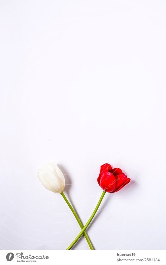 Blumiger Hintergrund mit roten und weißen Tulpen Design Feste & Feiern Valentinstag Natur Pflanze Blume Blatt Blumenstrauß natürlich oben Originalität grün