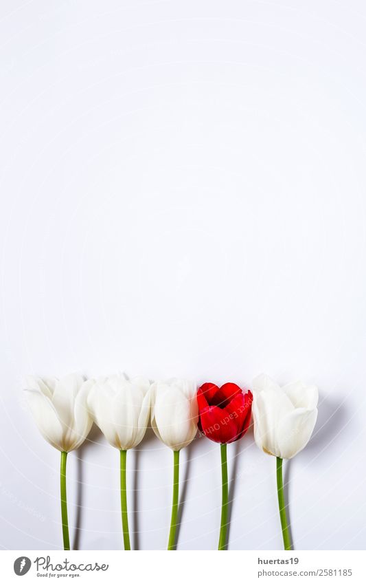 Blumiger Hintergrund mit roten und weißen Tulpen Valentinstag Natur Pflanze Blume Blatt Blumenstrauß natürlich oben grün Liebe Romantik Farbe Dekor hübsch