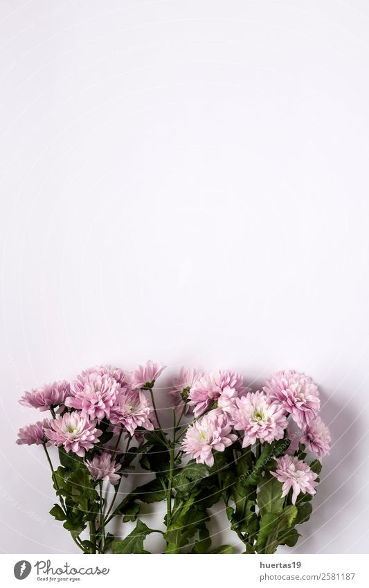 Blumenmuster mit mehreren bunten Blüten elegant Stil Design Valentinstag Natur Blatt Liebe natürlich oben Originalität grün violett weiß Farbe Mischung