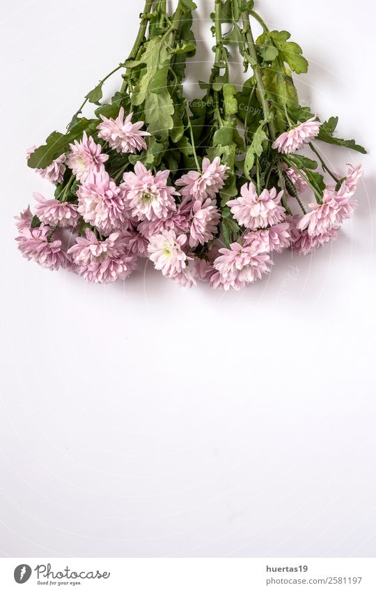 Blumiger Hintergrund mit rosa Blüten elegant Stil Design Valentinstag Natur Pflanze Blume Tulpe Blatt Blumenstrauß natürlich oben Originalität grün Liebe Farbe