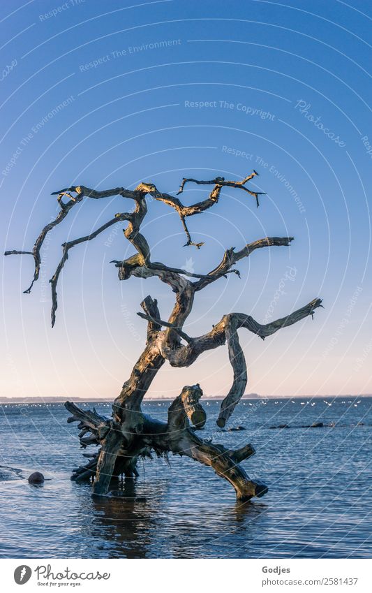 alter verwitterter Baum im Wasser Natur Wolkenloser Himmel Horizont Winter Schönes Wetter Wellen Küste Strand Vorpommersche Boddenlandschaft liegen stehen