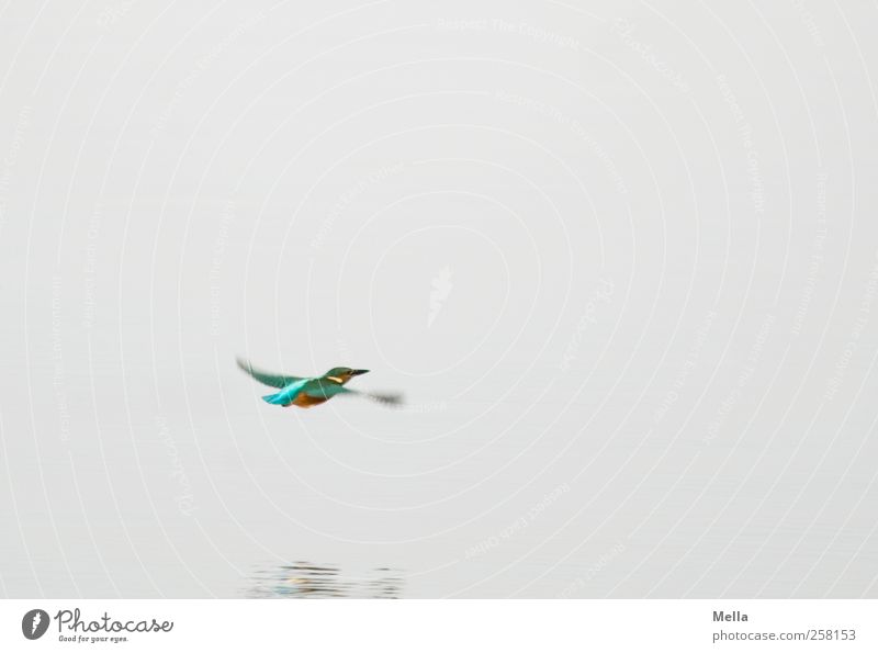 Farben Umwelt Natur Tier Wasser Teich See Wildtier Vogel Eisvögel 1 Bewegung fliegen frei hell klein natürlich Geschwindigkeit mehrfarbig grau Freiheit Farbfoto