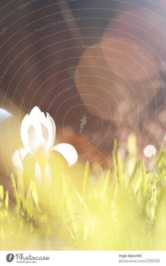 Frühlingsboten Umwelt Natur Landschaft Pflanze Wasser Wassertropfen Sonne Sonnenlicht Wetter Schönes Wetter Wärme Blume Gras Blüte Wildpflanze Veilchengewächse