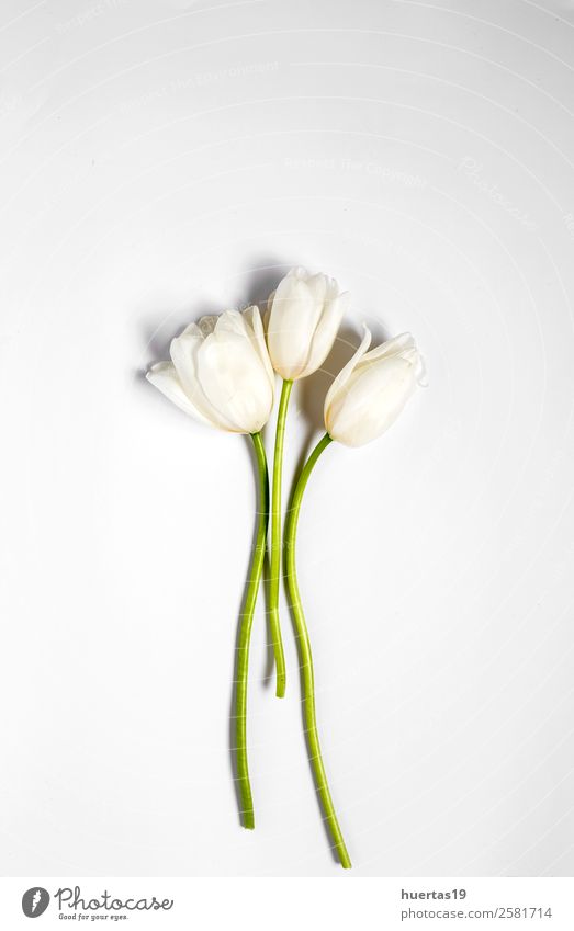 Blumiger Hintergrund mit weißen Tulpen elegant Stil Valentinstag Natur Pflanze Blume Blatt Blumenstrauß natürlich oben grün Geborgenheit Liebe Romantik Farbe