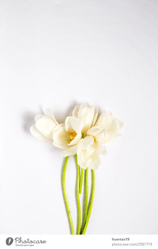 Blumiger Hintergrund mit weißen Tulpen Feste & Feiern Valentinstag Natur Pflanze Blume Blatt Blumenstrauß frisch natürlich oben grün Liebe Romantik Farbe