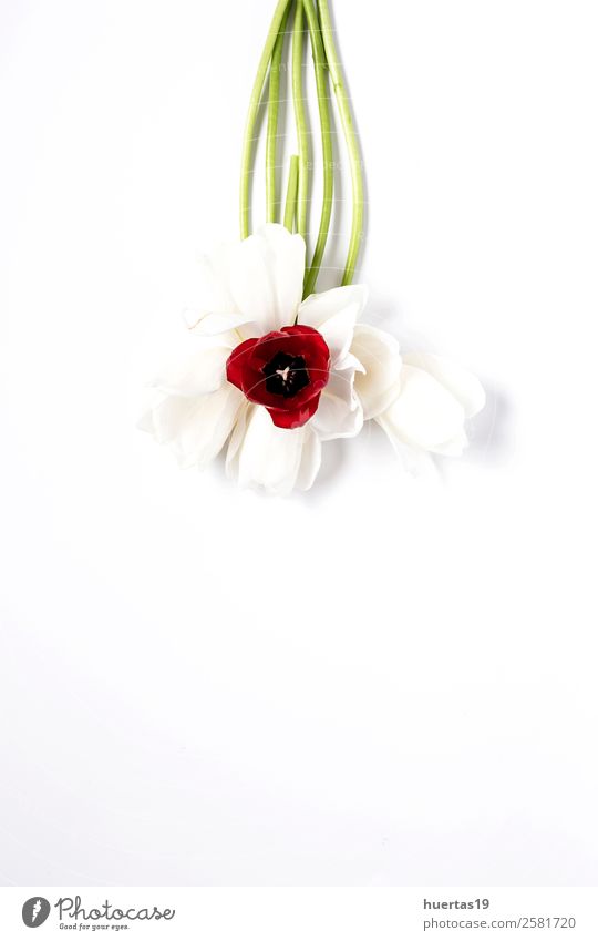 Blumiger Hintergrund mit roten und weißen Tulpen elegant Stil Design Valentinstag Natur Pflanze Blume Blatt Blumenstrauß natürlich grün Liebe Farbe Dekor hübsch