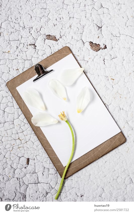 Klemmbrett mit Blumen auf weißem Hintergrund elegant Stil Design Valentinstag Wissenschaften Arbeit & Erwerbstätigkeit Büroarbeit Papier Liebe natürlich oben