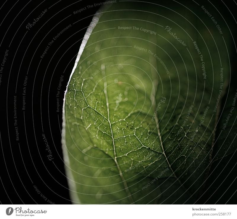 gut vernetzt Natur Pflanze Blatt grün schwarz Botanik Umwelt Netzwerk Blattadern Blattgrün Blattfaser Blattschatten Photosynthese pflanzlich Pflanzenteile