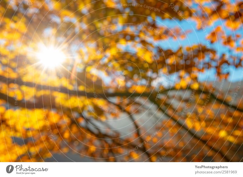 Sonnenschein durch den Herbst lässt den Fokus verschwinden. Design Tapete Umwelt Natur Sonnenlicht Schönes Wetter Blatt hell natürlich gelb gold Farbe November