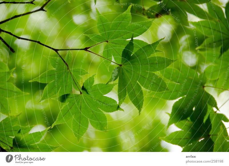 Japanischer Ahorn / Grüner Ahorn verlässt den Hintergrund schön Leben Berge u. Gebirge Umwelt Natur Pflanze Sommer Herbst Klima Blatt Grünpflanze Park einfach