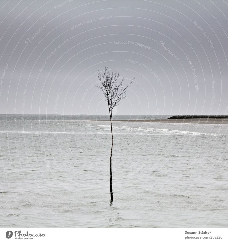 I Baum stehen Traurigkeit warten Stress Kraft Klimawandel Klimagipfel Überleben Meer Nordsee Nordseestrand Wellen Spiekeroog Überlebenskampf Im Wasser treiben