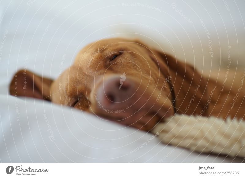 schlafender Hund Tier Haustier 1 Gefühle ruhig Schlaf Farbfoto Innenaufnahme Menschenleer Hintergrund neutral Licht Schwache Tiefenschärfe Tierporträt Blick