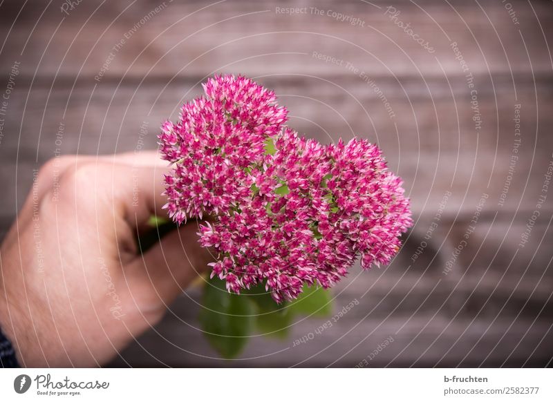 Blumengruß Garten Gartenarbeit Hand Finger Herz wählen festhalten einfach frisch schön rosa Lebensfreude Blütenblatt Blühend Blumenstrauß Gruß schenken Liebe