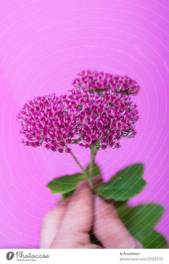 Pink harmonisch Mann Erwachsene Hand Finger Pflanze Blume Blatt Blüte wählen beobachten berühren Blühend festhalten authentisch Duft elegant Freundlichkeit