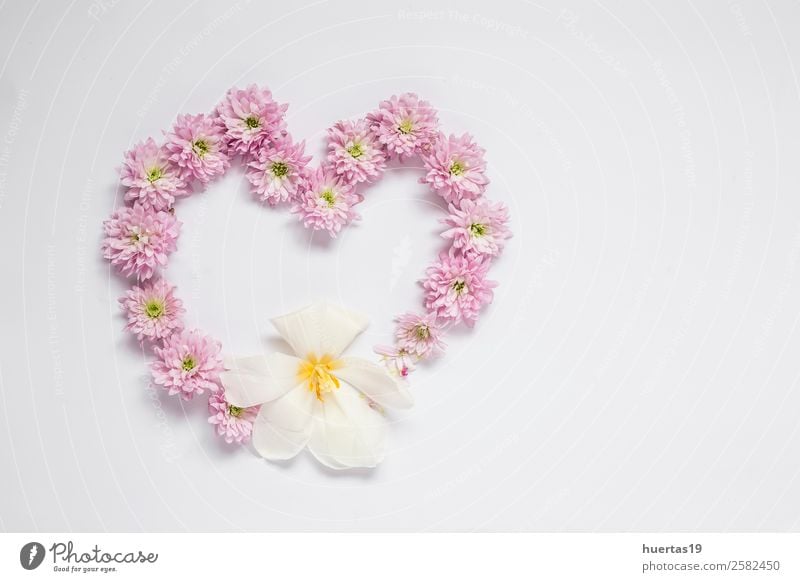 Blumenmuster mit mehreren bunten Blüten Valentinstag Natur Blatt Liebe natürlich oben Originalität rosa weiß Farbe Mischung Hintergrund Gestell Nelken