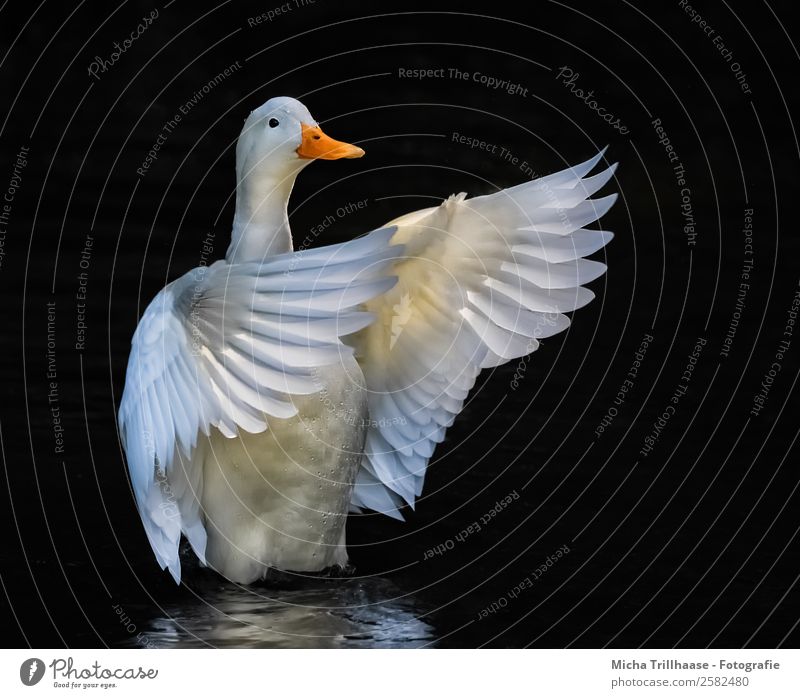 Weiße flatternde Ente Tanzen Dirigent Natur Tier Wasser Wassertropfen Sonnenlicht See Wildtier Vogel Tiergesicht Flügel Schnabel Feder 1 Bewegung fliegen