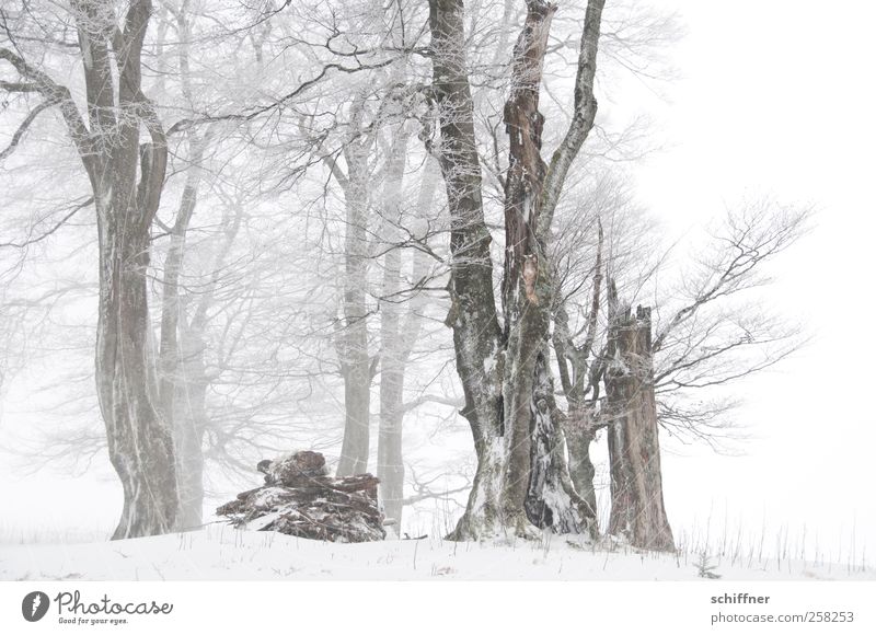 Baumloben | schöne gerade Buchen Natur Pflanze Winter schlechtes Wetter Eis Frost Schnee Schneefall Feld Wald kalt weiß Wäldchen Schneelandschaft malerisch