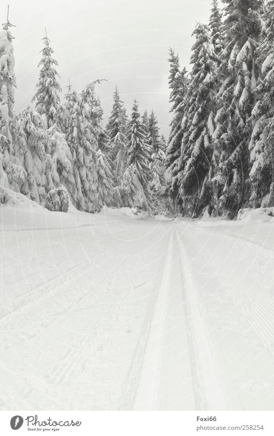 Thüringen loben Landschaft Luft Wasser Wolkenloser Himmel Winter Klima Eis Frost Schnee Baum Wald Holz Kristalle Bewegung laufen Sport kalt natürlich schwarz