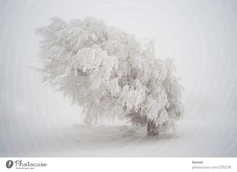 Baumloben | Weißer Riese Umwelt Natur Landschaft Pflanze Winter schlechtes Wetter Sturm Nebel Eis Frost Schnee Schneefall Grünpflanze Wildpflanze Buche Feld
