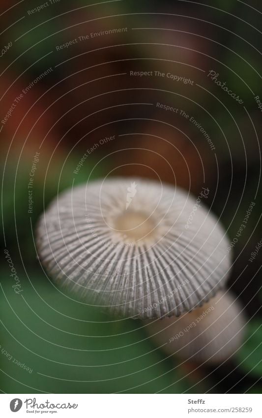 rätselhaftes Dasein auf dem Waldboden Tintlinge Pilzhut giftiger pilz Wachstum Symmetrie Natursymmetrie natürlich lamellenpilz Pilze ungenießbar Lamellen nah