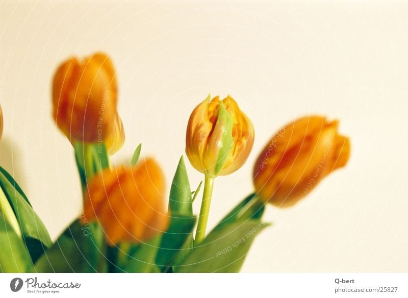 Tulpen Blume Stil Blüte Fototechnik Detailaufnahme Natur Blumenstrauß Farbe