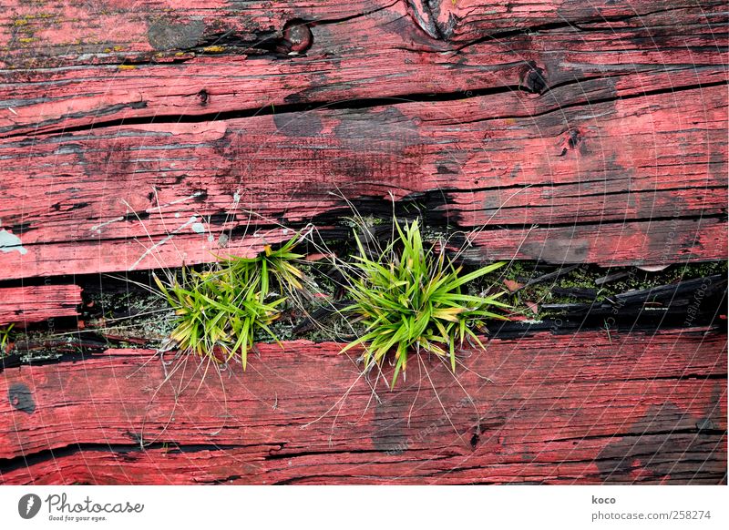 Siehst du das Gras wachsen? Natur Pflanze Frühling Sommer Holz Wachstum einfach natürlich trocken grün rot schwarz Optimismus authentisch Umwelt Verfall