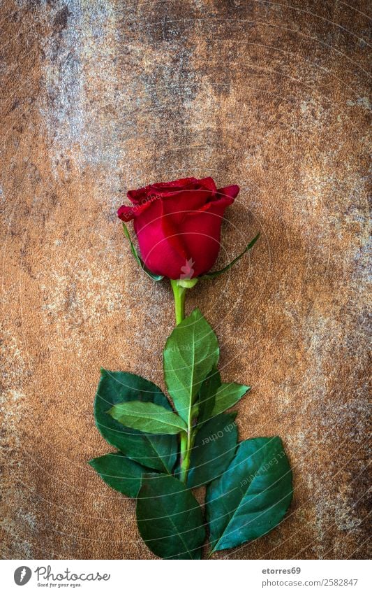 Rote Rosen auf rostigem Hintergrund Feste & Feiern Valentinstag Muttertag Hochzeit Blume Roséwein natürlich rot Natur Romantik Liebe Rost Textfreiraum